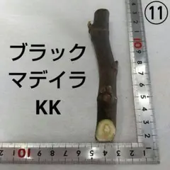 2026年最新】イチジク苗 ブラックマデイラの人気アイテム - メルカリ