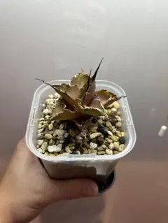 2026年最新】ロウルサンコの人気アイテム - メルカリ