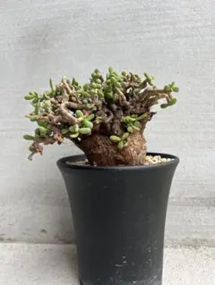 2026年最新】ピグマエア ベアルートの人気アイテム - メルカリ