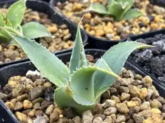 2026年最新】ライムグリーン アガベの人気アイテム - メルカリ