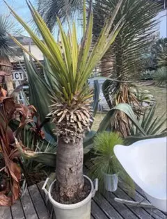 2026年最新】大きいソテツの人気アイテム - メルカリ