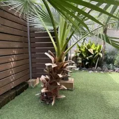 2026年最新】ワシントンヤシの人気アイテム - メルカリ