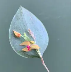 2026年最新】レパンテスの人気アイテム - メルカリ