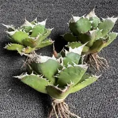 2026年最新】ホワイトファイヤーアガベの人気アイテム - メルカリ