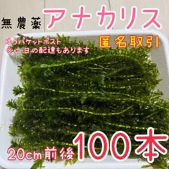 2026年最新】アナカリスの人気アイテム - メルカリ