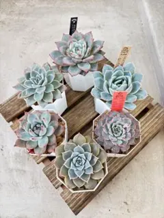 2026年最新】中里リンゼアナ 札の人気アイテム - メルカリ