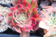 2026年最新】錦 アエオニウムの人気アイテム - メルカリ