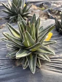 2026年最新】笹の雪 ジャイアントの人気アイテム - メルカリ