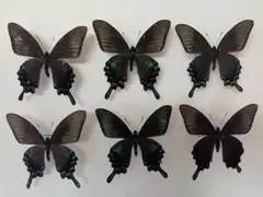 2026年最新】カラスアゲハ 標本の人気アイテム - メルカリ