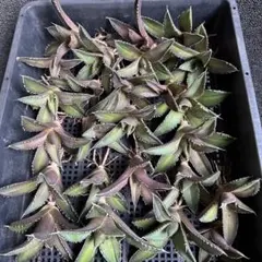 2026年最新】アガベ 海王の人気アイテム - メルカリ