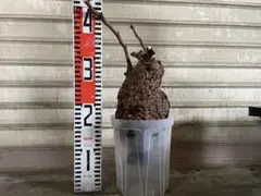 2026年最新】パキプス ベアルートの人気アイテム - メルカリ