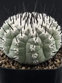 2026年最新】黒王丸 現地球の人気アイテム - メルカリ