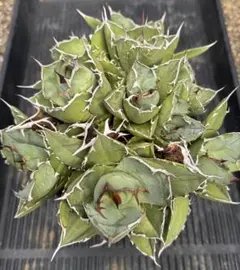 2026年最新】アガベ イランの人気アイテム - メルカリ