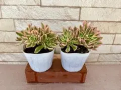 2026年最新】錦 アエオニウムの人気アイテム - メルカリ