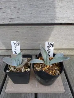 2026年最新】トランカータ 実生の人気アイテム - メルカリ