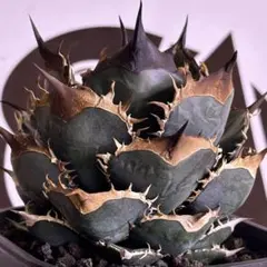 2026年最新】アガベ 犀牛の人気アイテム - メルカリ