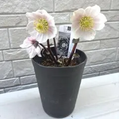 2026年最新】広瀬園芸の人気アイテム - メルカリ