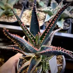 2026年最新】aloe hybridの人気アイテム - メルカリ