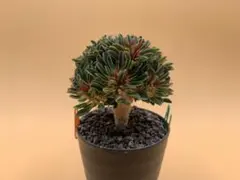 2026年最新】ギラウミニアナ 実生の人気アイテム - メルカリ