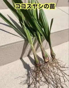 2026年最新】ココスヤシ シルバーリーフの人気アイテム - メルカリ