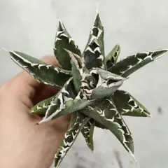 2026年最新】アガベ チタノタ 縞斑の人気アイテム - メルカリ