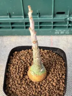 2026年最新】アデニアの人気アイテム - メルカリ