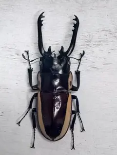 2026年最新】ノコギリクワガタ標本の人気アイテム - メルカリ