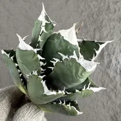 2026年最新】ホワイトファイヤーアガベの人気アイテム - メルカリ