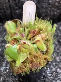 2026年最新】食虫 セファロタスの人気アイテム - メルカリ