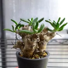 2026年最新】チレコドン レティキュラータスの人気アイテム - メルカリ