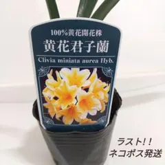 2026年最新】クンシランの人気アイテム - メルカリ