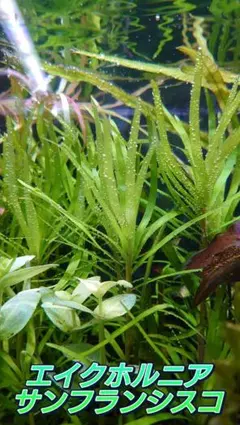 2026年最新】ホシクサの人気アイテム - メルカリ