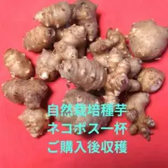 2026年最新】菊芋種芋の人気アイテム - メルカリ