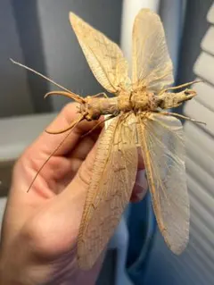 2026年最新】ヘビトンボ 標本の人気アイテム - メルカリ