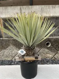 2026年最新】マルデヌベスの人気アイテム - メルカリ