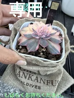 2026年最新】フローレンス錦の人気アイテム - メルカリ