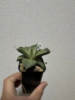 2026年最新】オアハカ 実生の人気アイテム - メルカリ