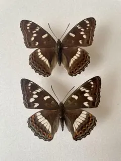 2026年最新】オオイチモンジの人気アイテム - メルカリ