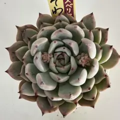 2026年最新】そわそわ おらいさん苗の人気アイテム - メルカリ