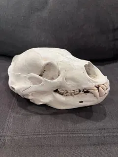 2026年最新】ツキノワグマ 骨の人気アイテム - メルカリ