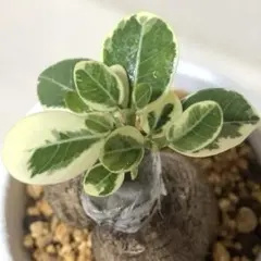 2026年最新】パンダガジュマル 斑入りの人気アイテム - メルカリ