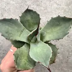 2026年最新】アガベ パリー 大株の人気アイテム - メルカリ