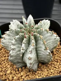 2026年最新】ユーフォルビアホリダの人気アイテム - メルカリ