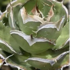 2026年最新】アガベ イラン株の人気アイテム - メルカリ