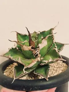 2026年最新】1981 アガベの人気アイテム - メルカリ