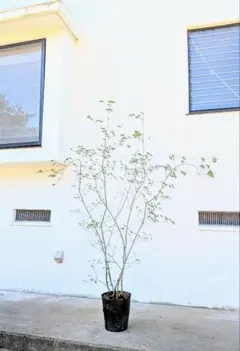 2026年最新】ドウダンツツジ 山採りの人気アイテム - メルカリ