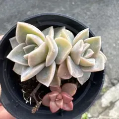 2026年最新】多肉 抜き苗 セットの人気アイテム - メルカリ