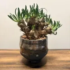 2026年最新】チレコドン 万物想の人気アイテム - メルカリ