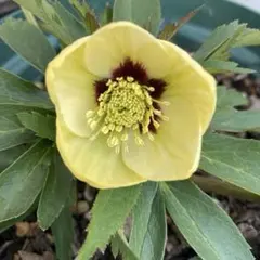 2026年最新】クリスマスローズ 雅の人気アイテム - メルカリ