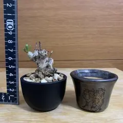 2026年最新】チレコドン レティキュラータスの人気アイテム - メルカリ